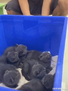 猫爸第一次见到它的7个儿子们，挣扎着想要逃走，喵：这不是真的