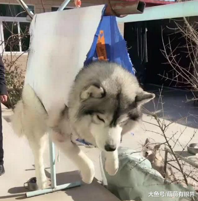 出门前叮嘱老爸带阿拉斯加去晒太阳，回来后看到老爸神操作，笑到擦泪！