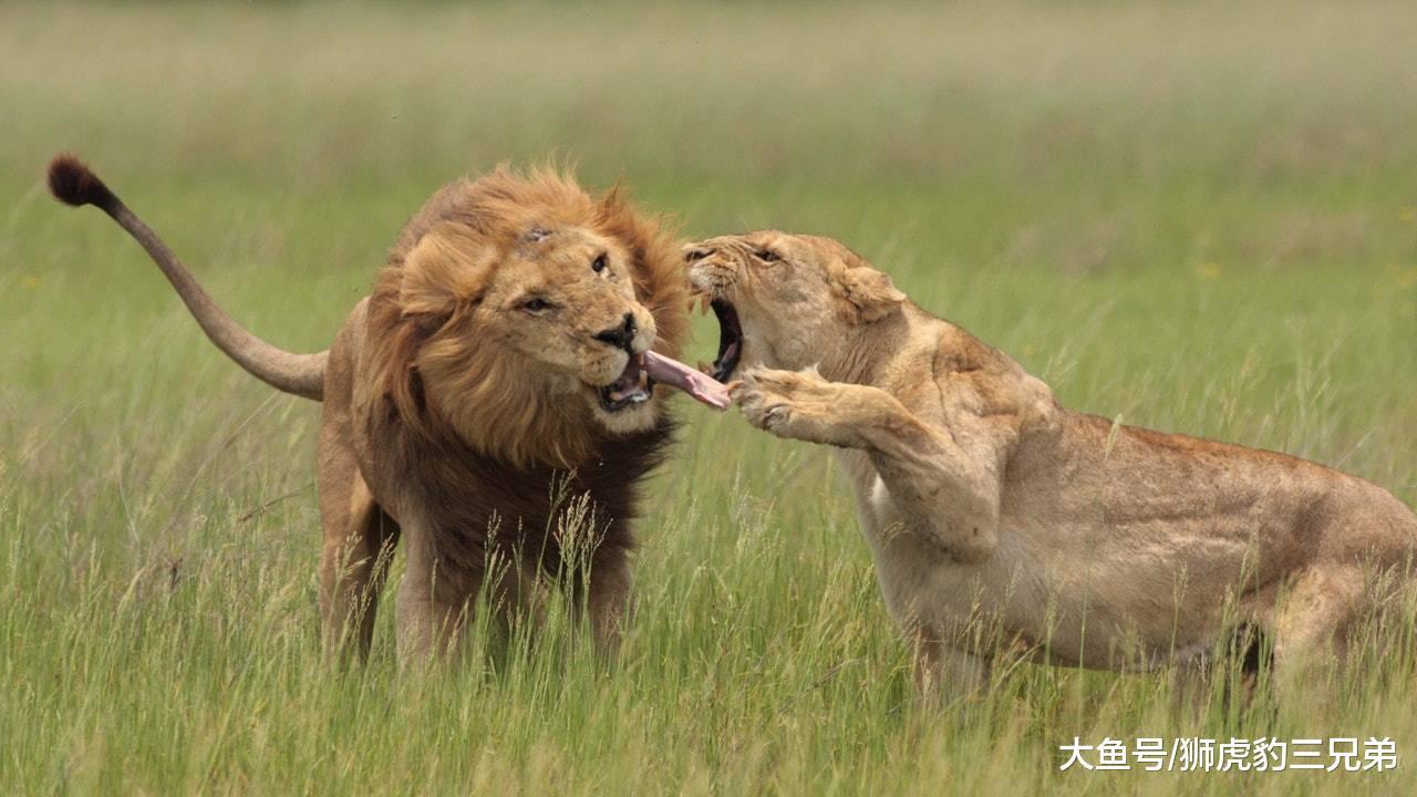 狮子间的“爱恨情仇”, 雄狮掌管一个狮群, 真的太不容易了