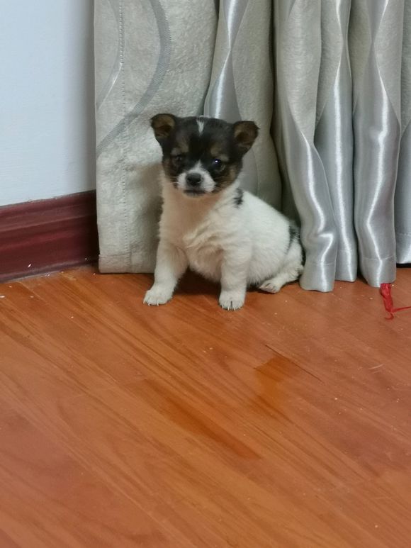 流浪狗讨食吃遭嫌弃，女孩一脸心疼，抱回家后却成了全家人的宝