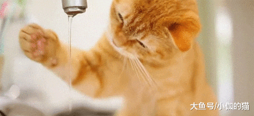 高成本给猫咪买蒸馏水，那喵星人是否能喝呢