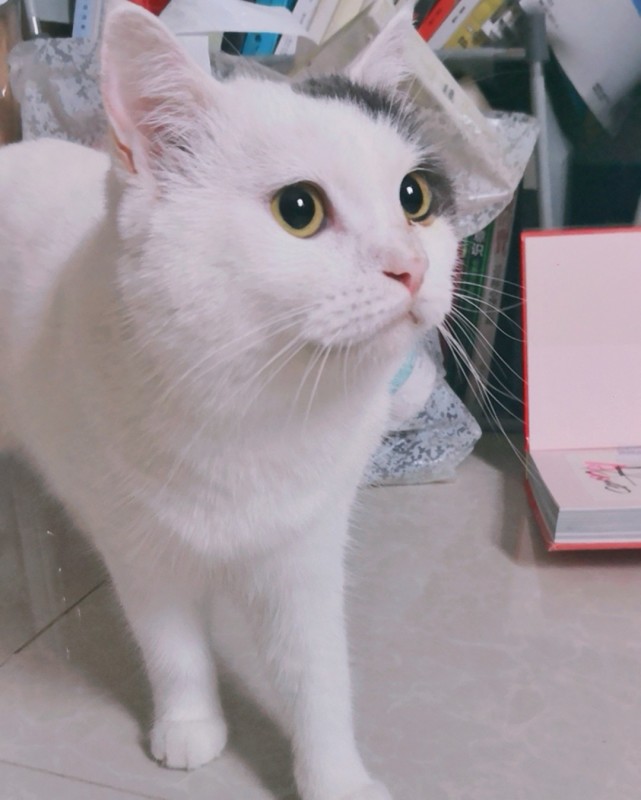 猫咪什么时候开始需要吐毛球？化毛膏和猫草哪个好？