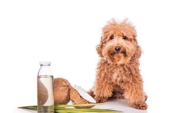 对狗狗十分健康的15种食物，不知道的赶紧记下来