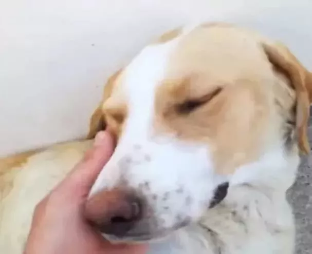 狗妈妈躺在路边喂奶，一看它的狗宝宝竟然不是狗，真相让人感动！