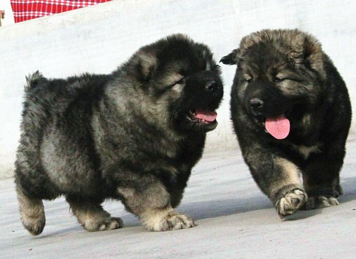 各种食物对高加索犬身体健康的影响