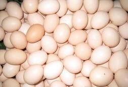 虫见愁丨鸡舍吸血怪螨虫，鸡只消瘦产蛋率下降传播疾病这么办