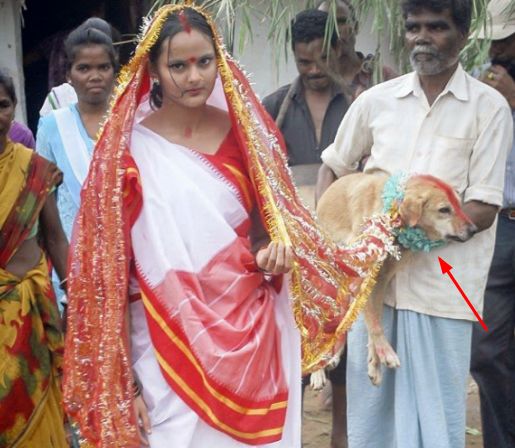 女子嫁给了一只狗，她说出的原因，让印度光棍很无语....