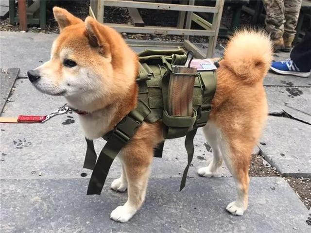 铲屎官携柴犬激浪漂流，狗狗被迫独自坐船，漂到终点仍不敢下水