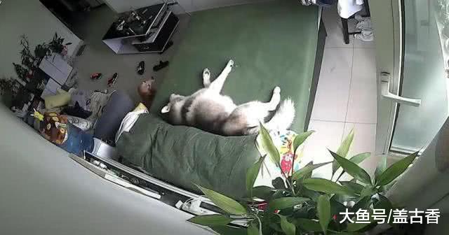 史上最皮二哈，當主人翻看監控時，眼前一幕令他血壓飆升！