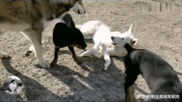 二哈跟狼犬“喜结连理”，结果又有了新欢，谁更有安全感？