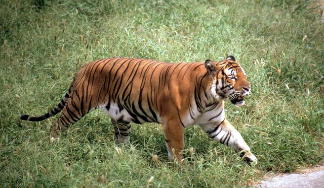 老虎吃过熊猫吗？历史上大熊猫曾与华南虎长期共存过