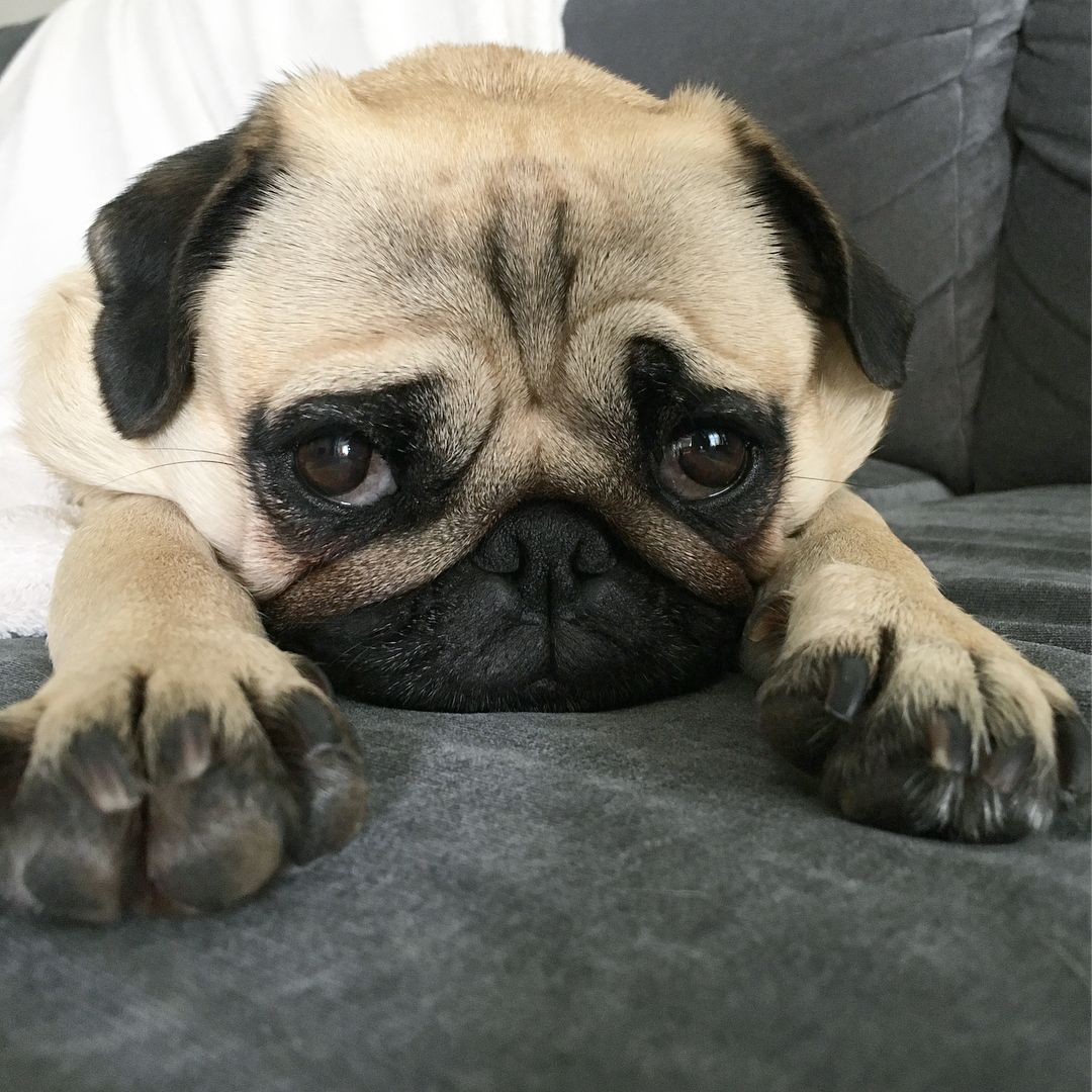 这几种狗狗比猫爱干净多了，省心又省事儿，特别适合家养