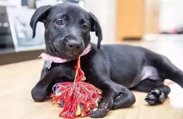 六条腿狗狗陪伴生病男孩，带他走出自卑...