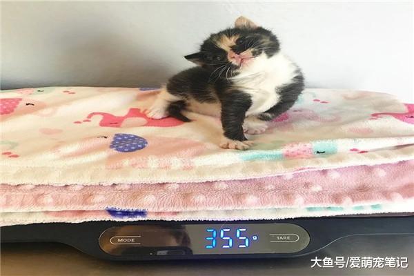 刚出生就被救助的小奶猫，脸上总是挂着可爱的微笑，心都被萌化了