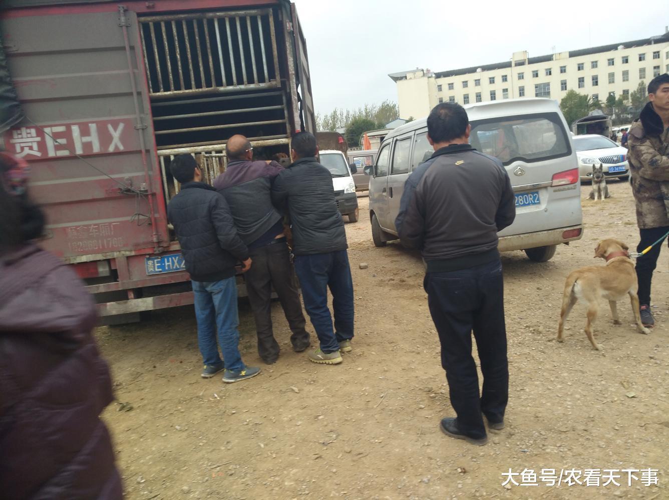 狗市: 昆明犬被卖作肉狗, 男子觉得可惜将其救下!