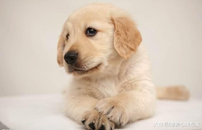 狗狗寿命有限, 纠正7大慢性杀狗行为, 让狗狗陪伴我们更久一些