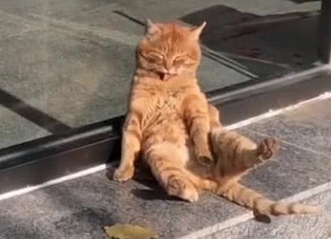 橘猫靠在门上晒太阳, 懒洋洋的表情亮了: 愚蠢的人类别来烦朕