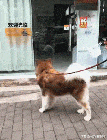 主人和宠物店的医生打招呼, 阿拉斯加见到她后, 条件反射往后退!