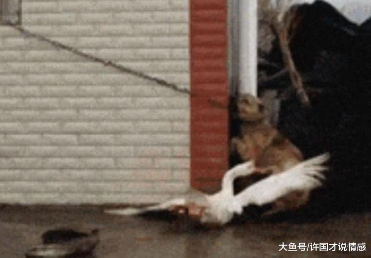 听见狗狗在外面惨叫，主人不明就里跑来观看，被眼前的事给逗乐