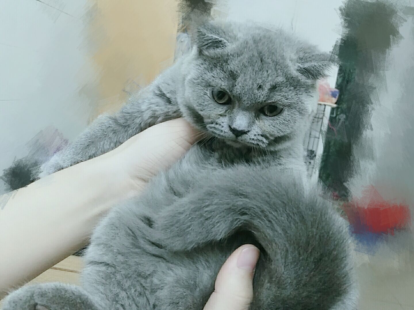 主人买了一身粉色带耳朵的衣服，给猫穿上后，整只猫变得生无可恋