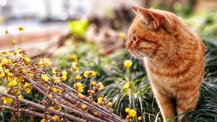 貓咪總愛去串門，可我也沒有虧待它啊！