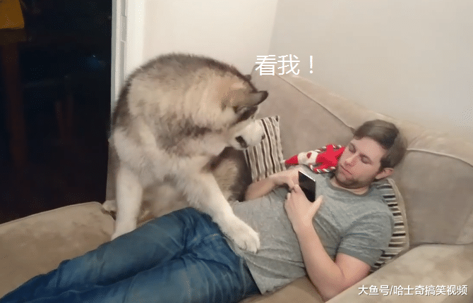 阿拉一百多斤了，还以为自己是小狗，想把主人压扁了吗？