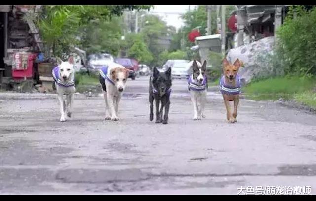 泰国为流浪狗设计了一款背心, 让它们成为巡逻警, 保卫社区安全!