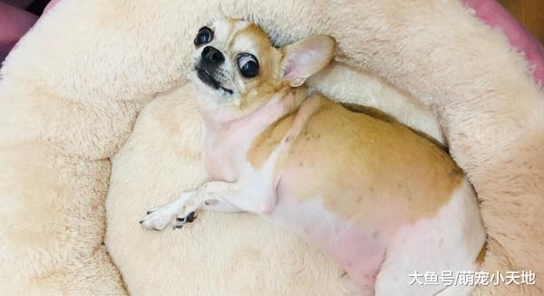 毛孩穿衣被嫌弃！她隔天却见阳台挂13件狗衣，金主曝光让人笑翻