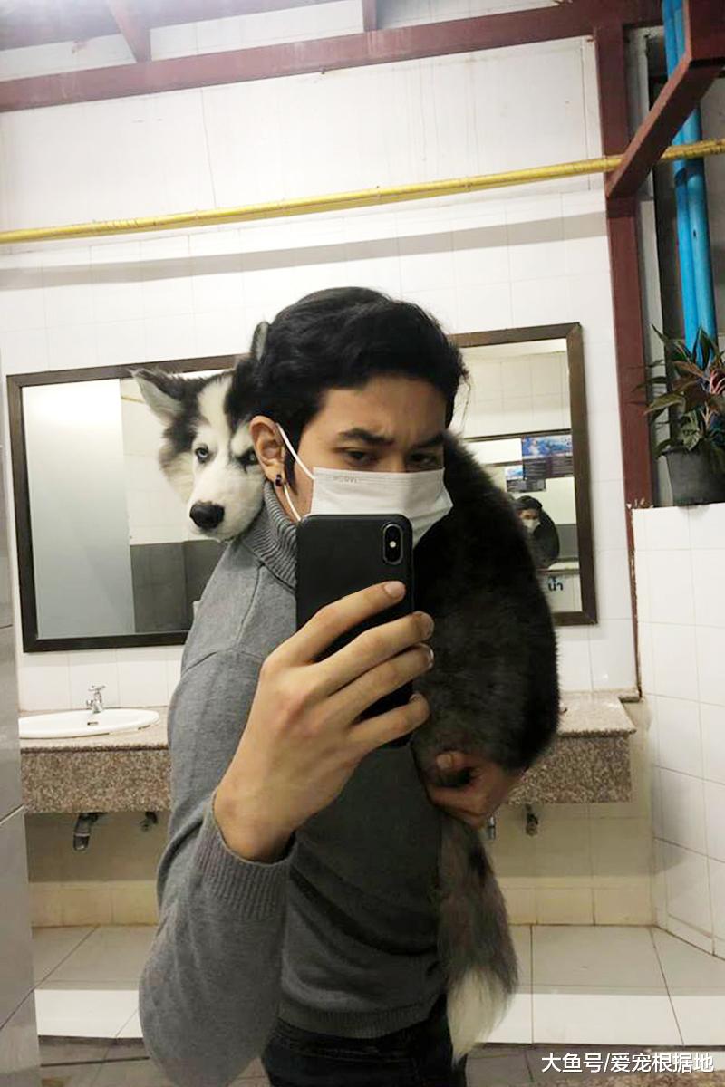 二哈拆家被主人逮个正着，看到它嘴里的东西，主人直接崩溃了