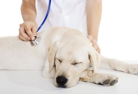 【药箱清单】家有萌宠必备!