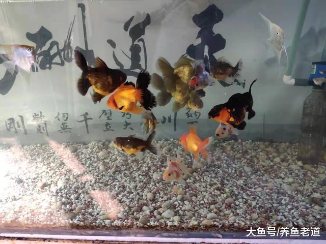 鱼缸加入滤材就会有细微颗粒，而且缸壁也不清晰，原因在哪里？