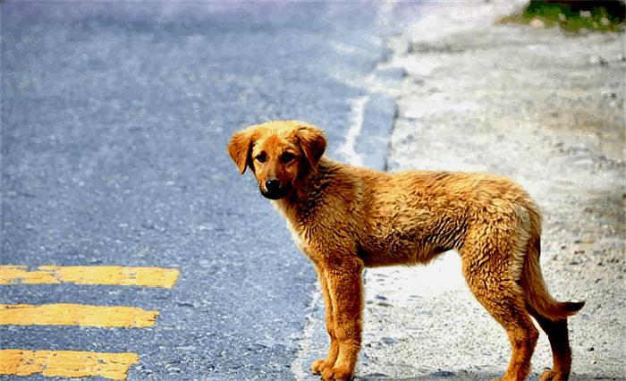 以狗治狗花样新，“流浪狗救助犬”在民间，狗狗又多了一个新职业