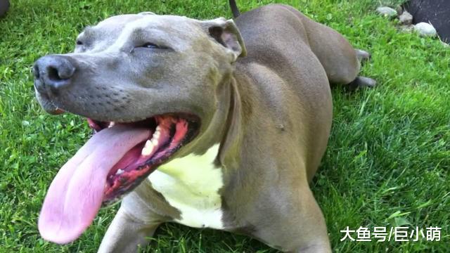 狗狗大喘气别忽视，及时观察异样喘气，可能救了狗狗的命