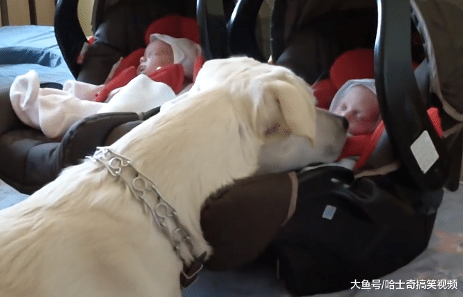 女主人生了双胞胎回家，狗狗有点懵了，出门几天就买了这俩？