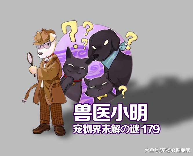 辟谣：狗狗饭后剧烈运动会得阑尾炎？盲肠和阑尾，别傻傻分不清楚