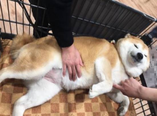 带柴犬逛超市，结果别人见它就摸，没想到这货为了回避竟这…