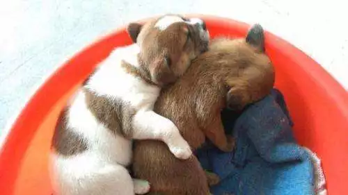 两只小土狗被人丢在纸箱里，带回家才知道，自己捡到大宝贝