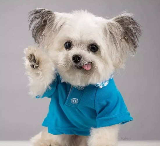 世界上最小的治疗犬，辛勤工作，热心公益，小个子难掩伟大的生命