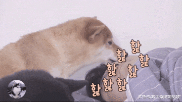 3只柴犬叫主人起床，结果中途“叛变”，女主：白养你们了