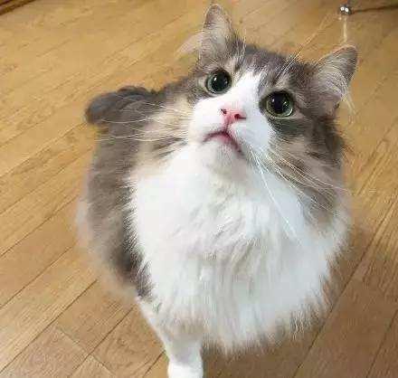 处女座千万不要养猫，要不然猫咪开始怀疑猫生了！