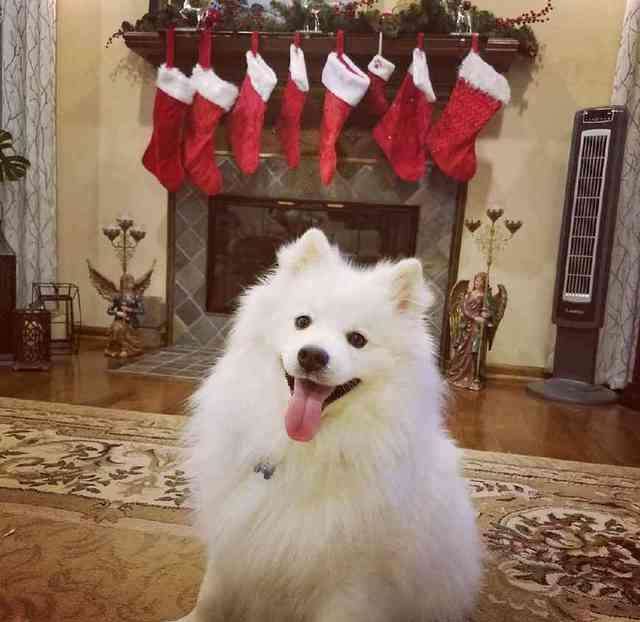 犬界中体味最轻的5种狗，很适合家养，你家的上榜了吗？