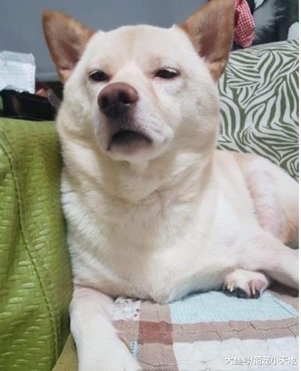 情敌现身！ 醋包柴一听关键4字秒变傲娇脸，摆出高傲谈判架式