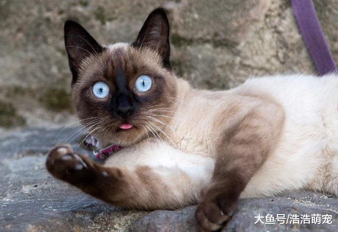 新手養貓就養下面5種貓，都非常好養活，讓你省不少事