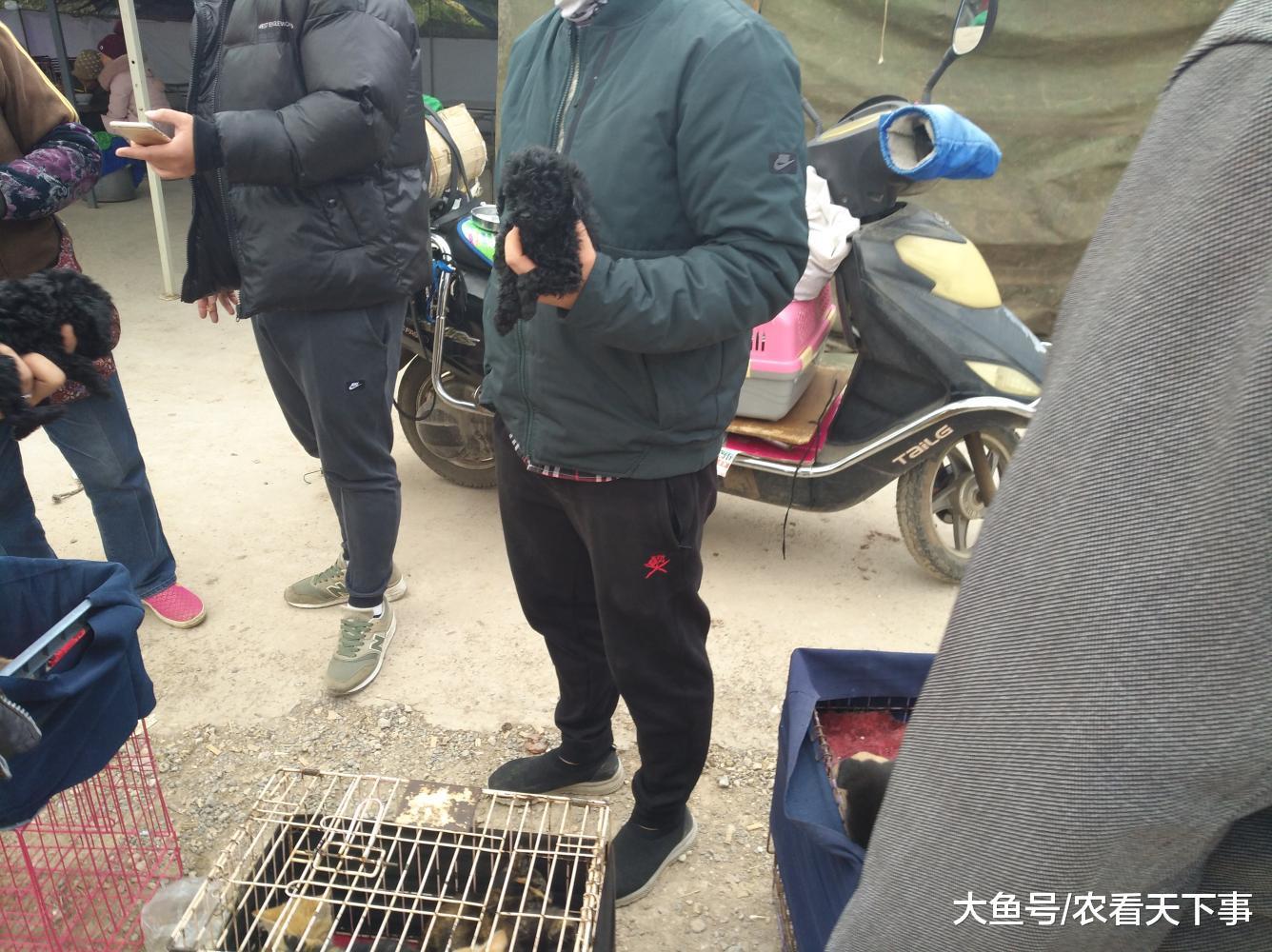 狗市: 寒冷的天气也没有阻止宠主们的热情, 商贩的泰迪受到欢迎!