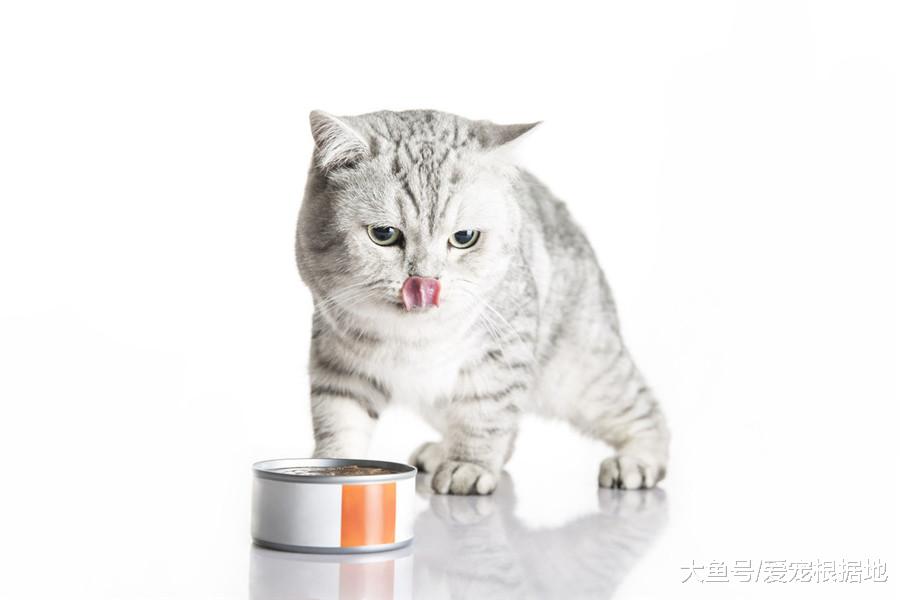 比家猫还馋？流浪猫不吃猫粮只吃肉，跟踪后发现真相泪目了