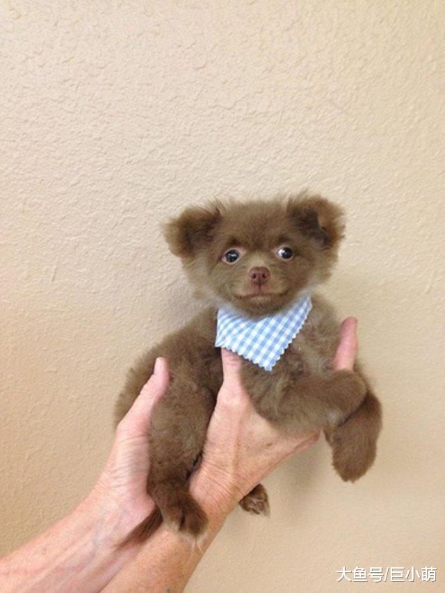 狗狗曾因品相不好被弃养，长大超像帕丁顿熊，可爱到人人喜欢