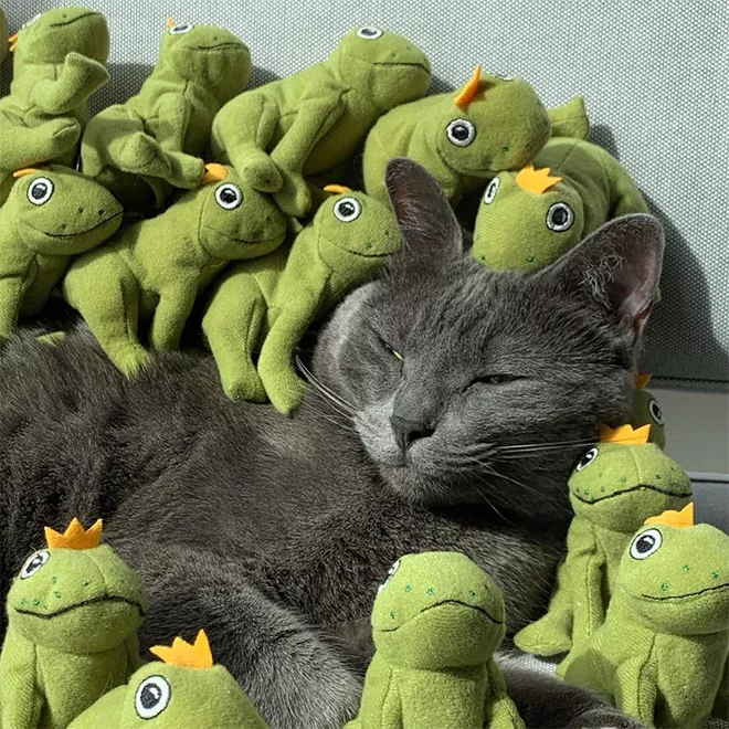 这只蓝猫说，我是整条街（gāi）最惨的崽！