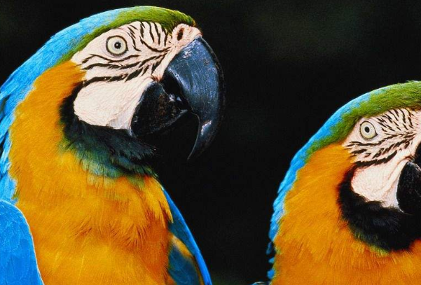 鹦鹉是聪明机灵的宠物鸟，但是，如果它咬你的话该怎么办呢？