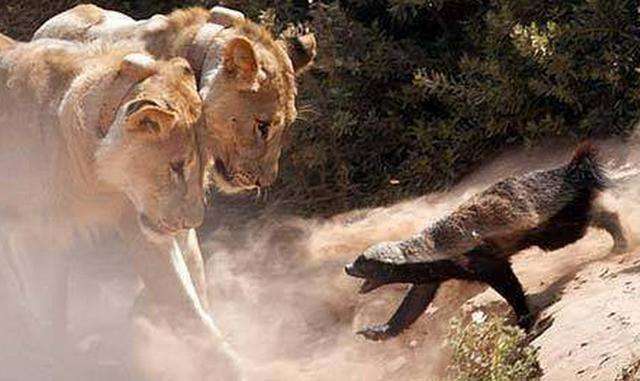 动物学家如此分析平头哥为何如此勇猛的