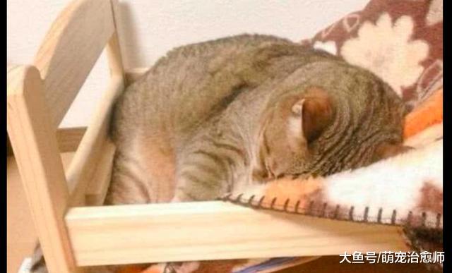 主人给猫买了个小床，没想到它半夜给睡塌了！猫：不是因为我胖！